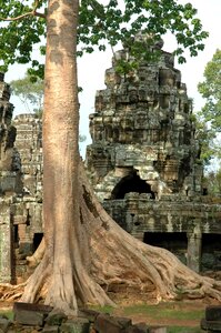 Cambodia roots temple