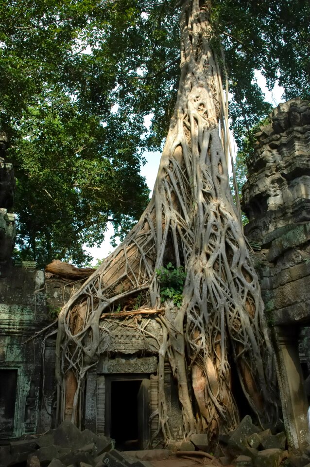 Cambodia roots temple