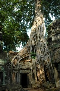 Cambodia roots temple