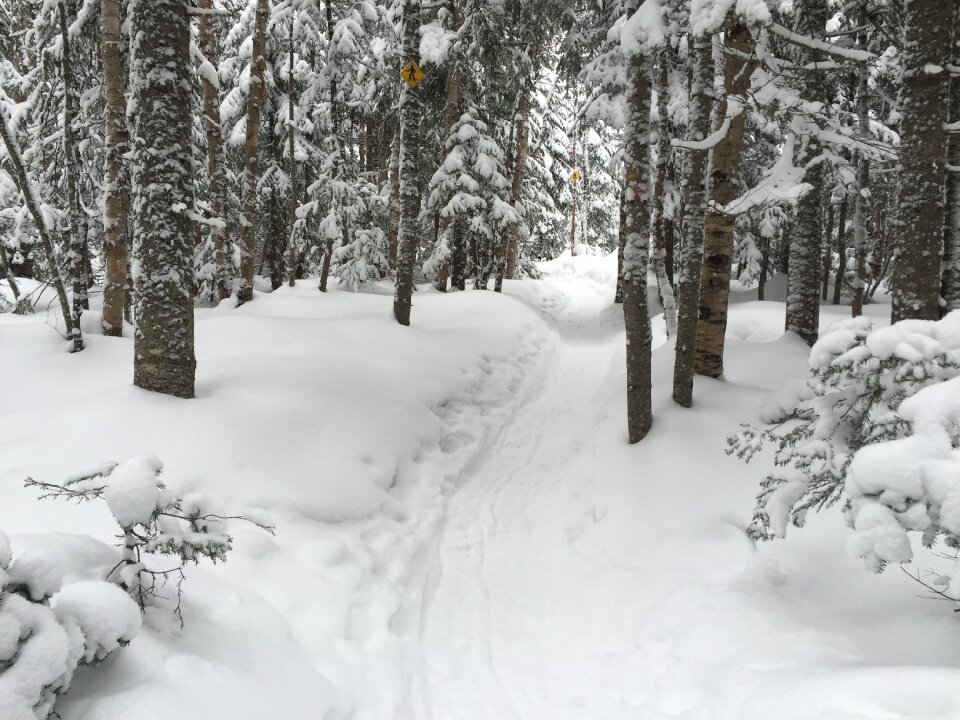 Winter landscape fir charlevoix