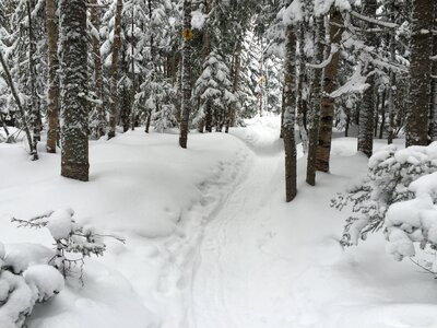 Winter landscape fir charlevoix
