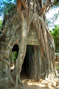 Cambodia roots temple