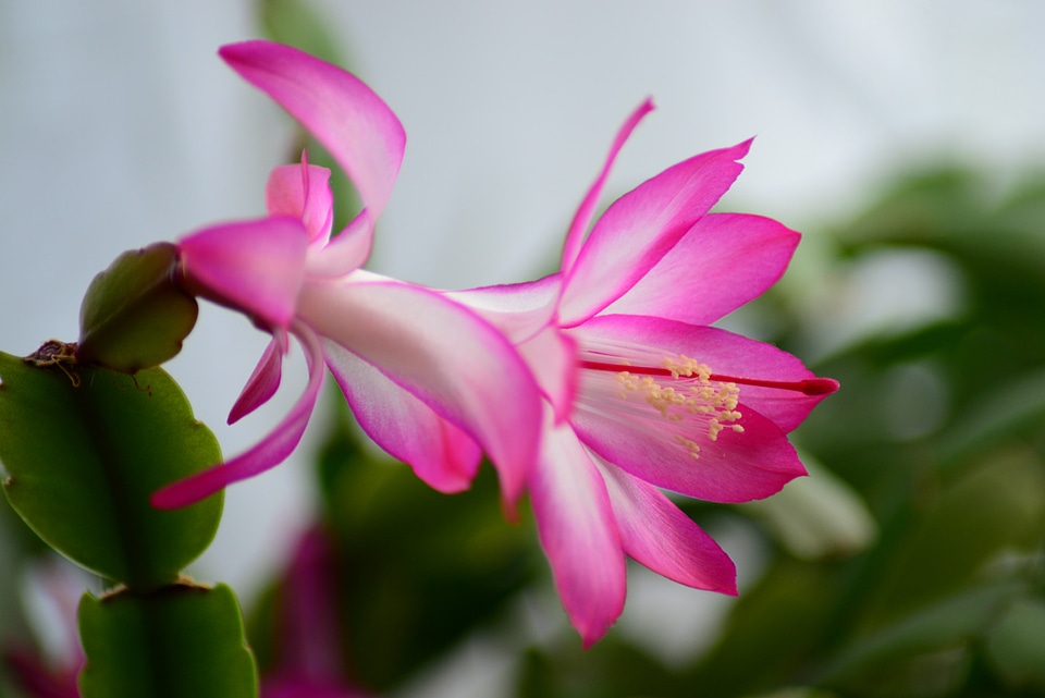 Schlumbergera close-up pink