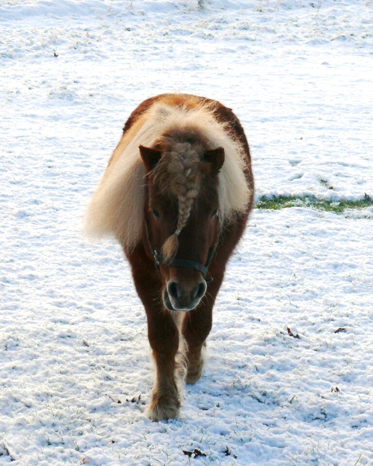 Stallion nature meadow