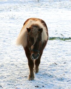 Stallion nature meadow