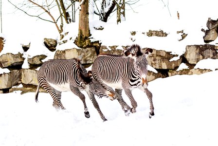 Play snow zoo
