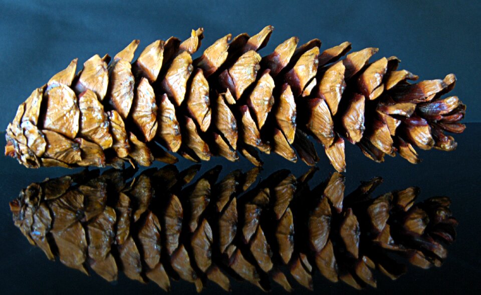 Fir tree nature conifer