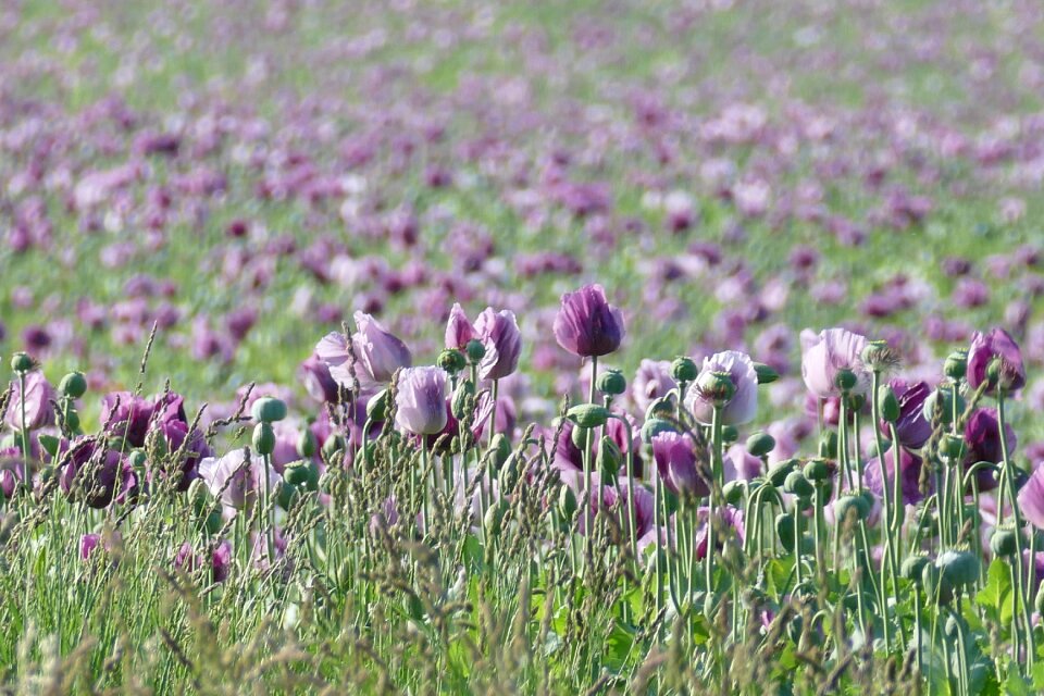 Poppy flower poppy nature