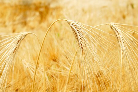 Barley barley ears spring barley