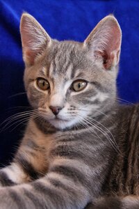 Animals cats striped cat