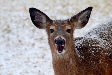 White brown animal
