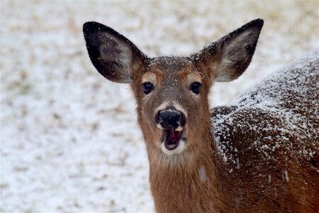 White brown animal photo