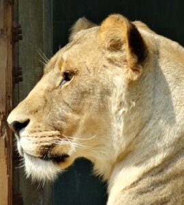 Lion females close up big cat