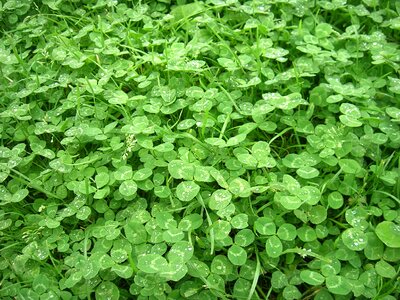 Summer green nature