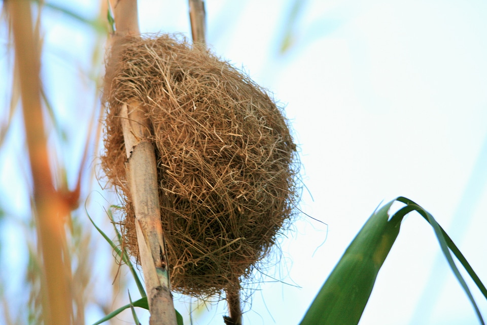 Thick-billed brown weaver woven nest-building