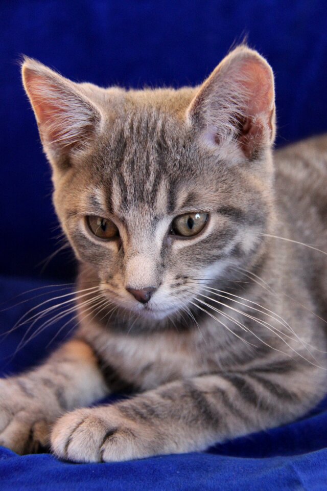 Animals cats striped cat