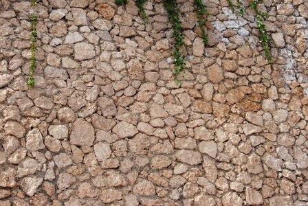 Wall stones plants