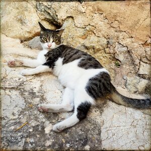 Domestic cat cat baby young cat