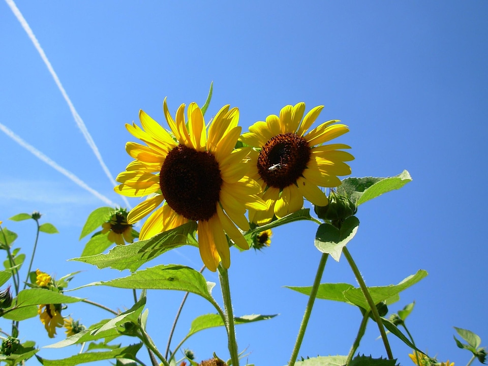Flowers summer background