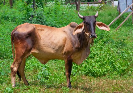 Thailand animal