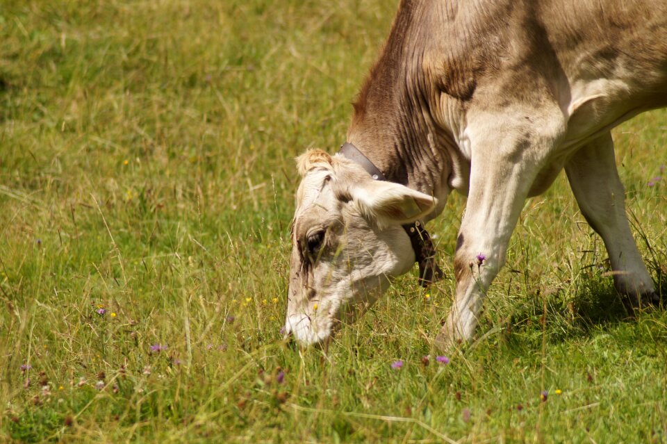 Eat pasture meadow