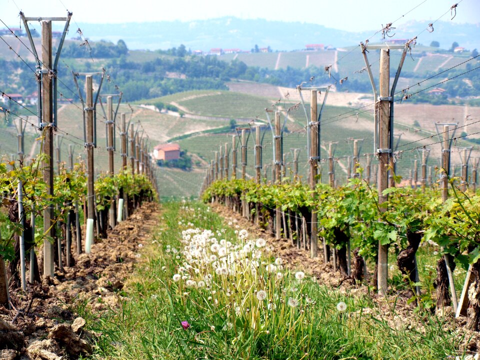 Agriculture vineyard nature