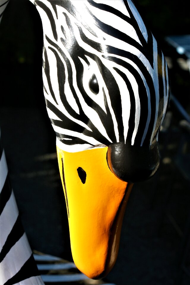 Swan zebra black and white