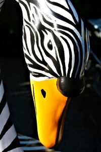 Swan zebra black and white