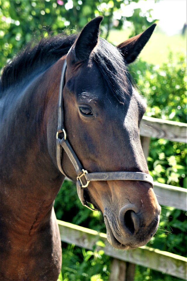 Horse head pferdeportrait animal