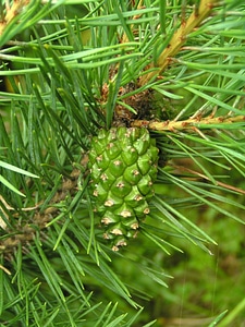 Conifer cones greenery