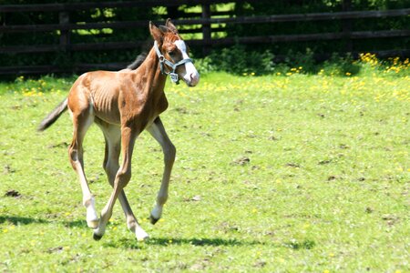 Pasture coupling brown