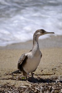 Coast seevogel nature photo