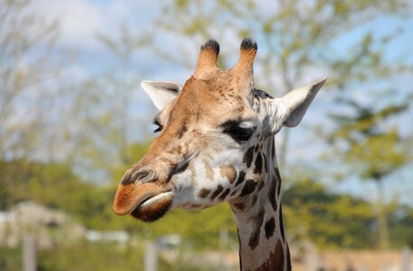 Zoo head close up