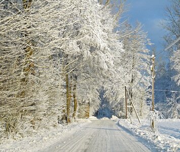 Forest path winter dream snowy photo