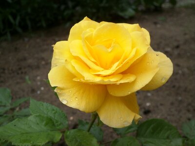 Flower rose yellow roses photo