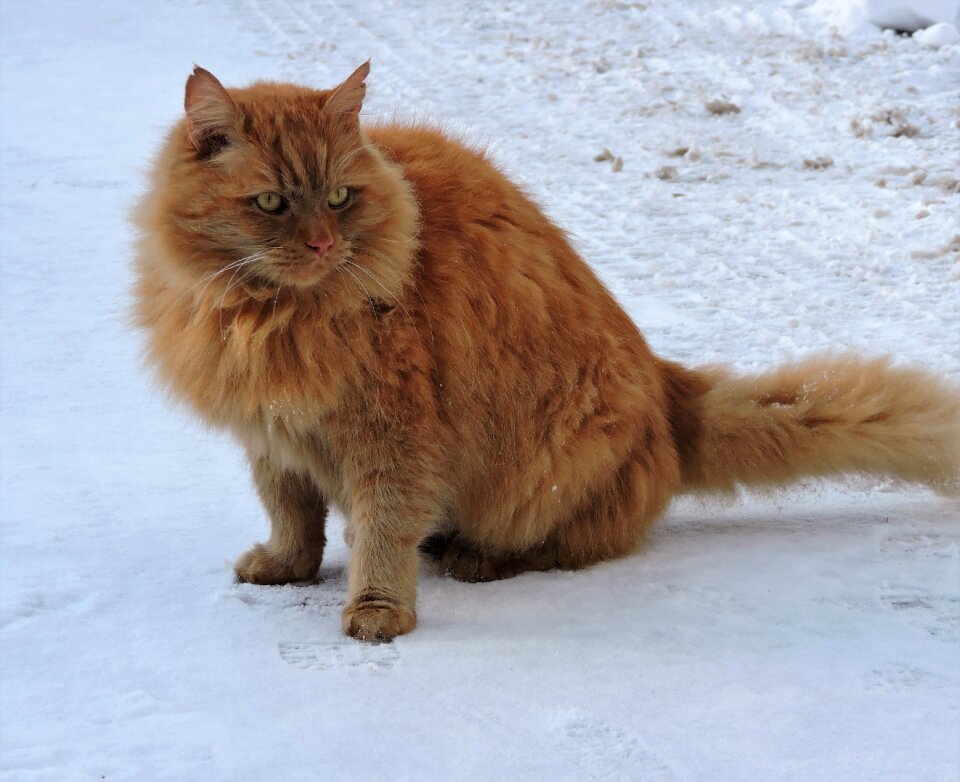 Winter snow red cat