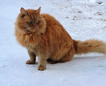 Winter snow red cat photo