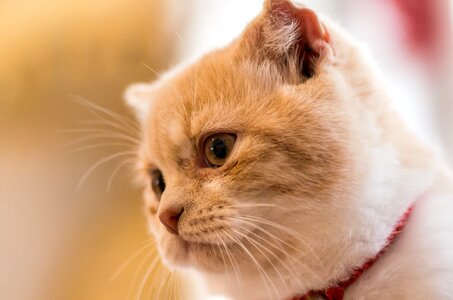 Ppt backgrounds cat pets
