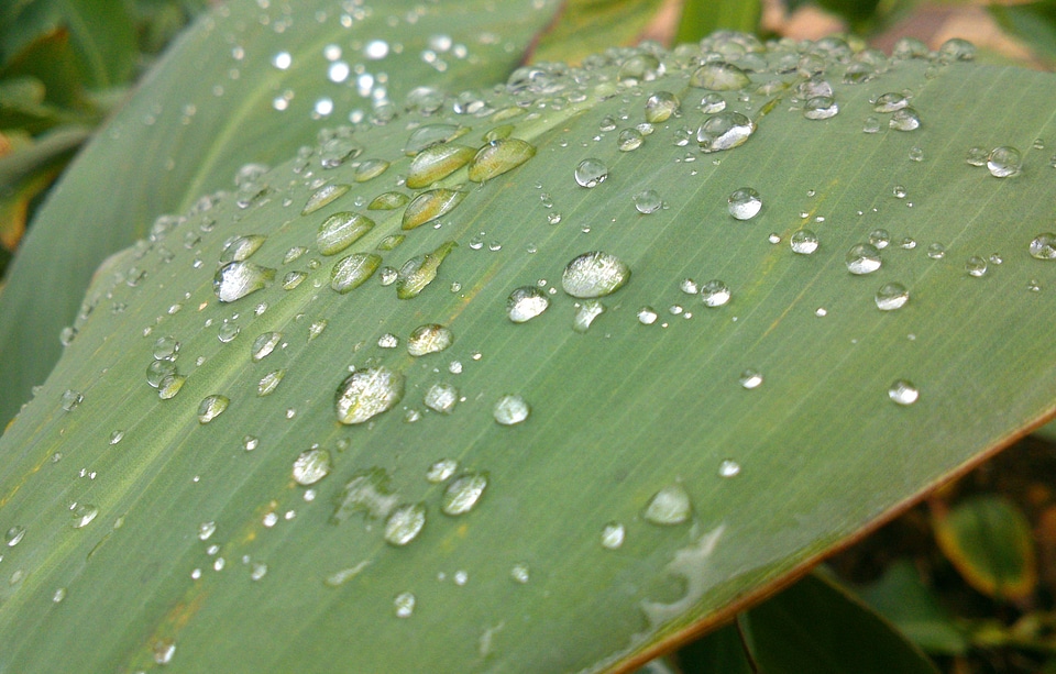 Nature water droplets