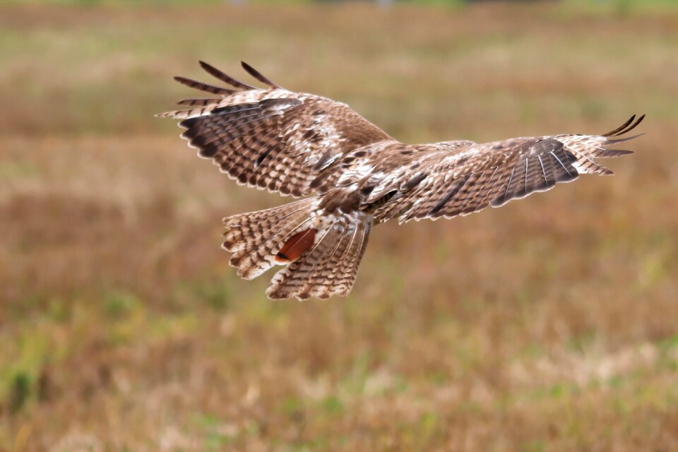 Raptor bird red-tailed