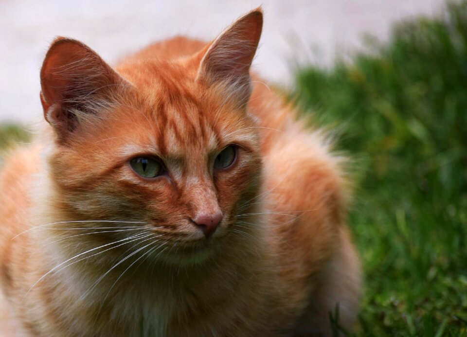 Cat grass profile