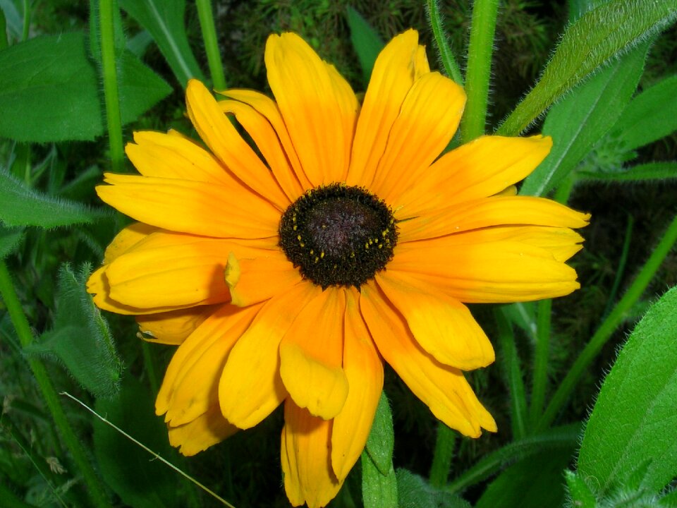 Small flower sunflower grass