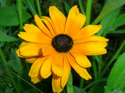 Small flower sunflower grass photo