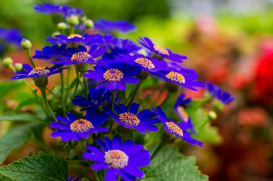 Flower summer time garden