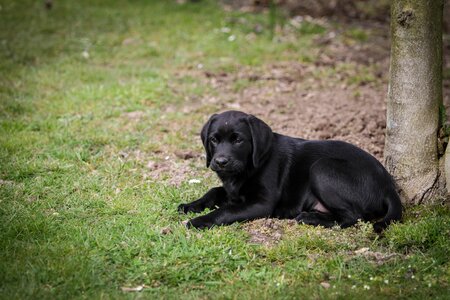 Cute young black dog photo