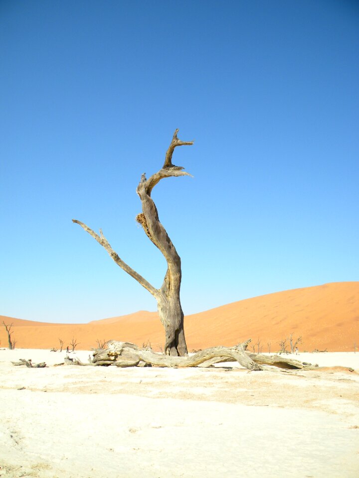 Namib sossusvlei dead