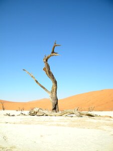 Namib sossusvlei dead photo