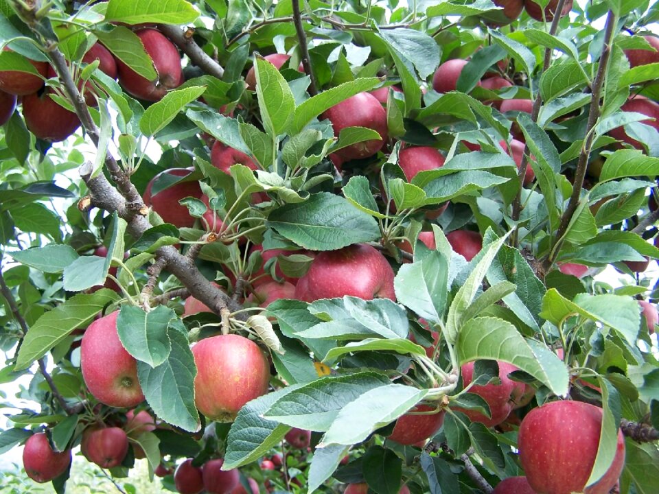 Red branch fresh