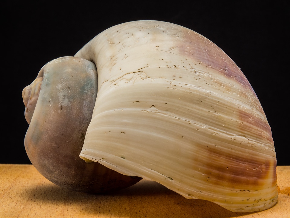 Shell snail close up