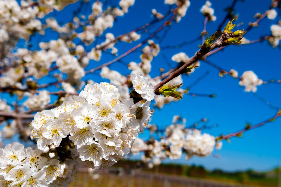 Nature white tree